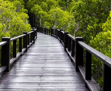 Jinhai Bay Mangrove Forest