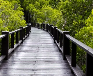 Jinhai Bay Mangrove Forest