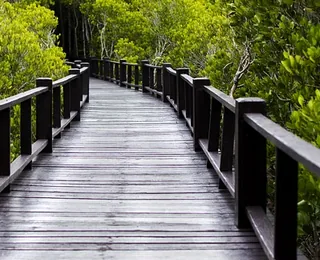 Jinhai Bay Mangrove Forest