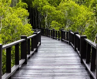 Jinhai Bay Mangrove Forest