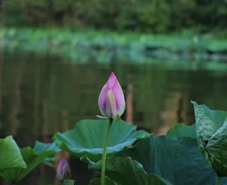 Jingyuetan National Forest Park