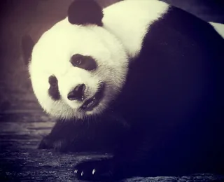 Chengdu Research Base of Giant Panda Breeding