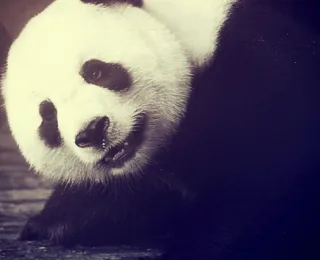 Chengdu Research Base of Giant Panda Breeding