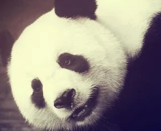 Chengdu Research Base of Giant Panda Breeding