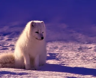 Arctic Village