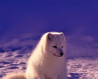 Arctic Village