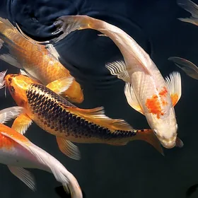 Cold-water fish