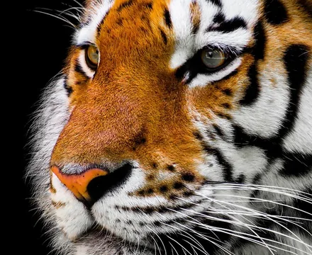 Siberian Tiger Park