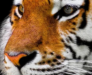 Siberian Tiger Park