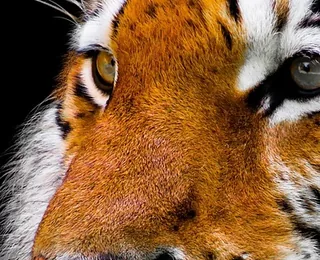 Siberian Tiger Park