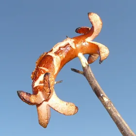 Harbin Red Sausage