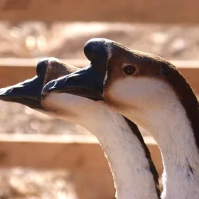 Wushan Tribute Goose