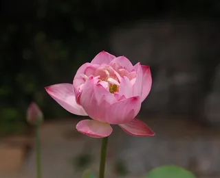Baotu Spring