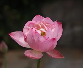 Baotu Spring
