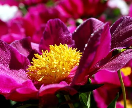 Wangcheng Park (Luoyang Peonies)
