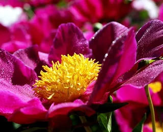 Wangcheng Park (Luoyang Peonies)