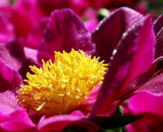 Wangcheng Park (Luoyang Peonies)