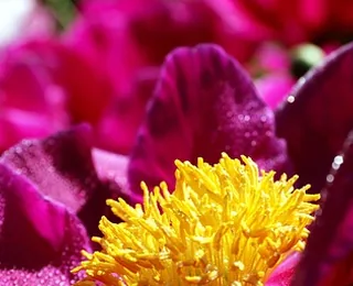 Wangcheng Park (Luoyang Peonies)