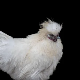 Wenchang Chicken