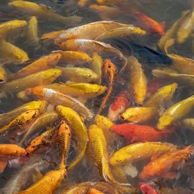 Pouch red carp