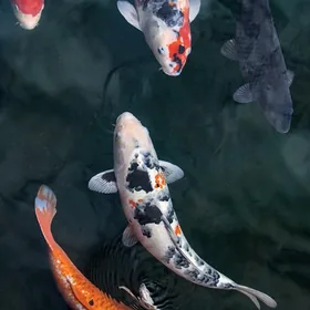 Zengbeng Carp