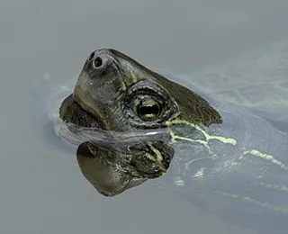 Yuantouzhu (Turtle Head Peninsula)