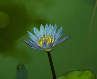 Slender West Lake
