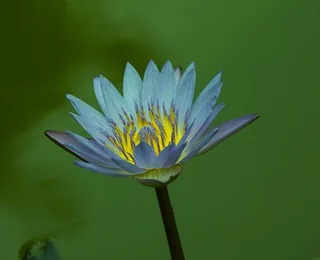 Slender West Lake